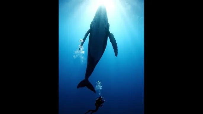 日韩视频 - 深蓝星球：探索海洋深处的未知世界